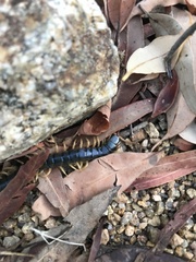 Ethmostigmus rubripes