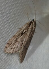 Semioscopis aurorella