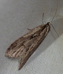 Semioscopis aurorella