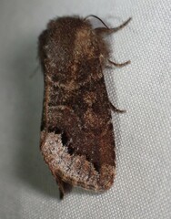 Orthosia garmani