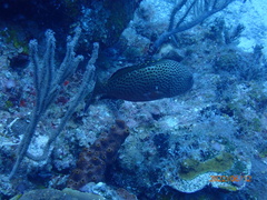 Cephalopholis cruentata