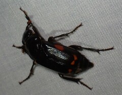 Nicrophorus pustulatus