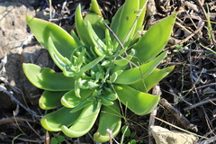 Dudleya lanceolata