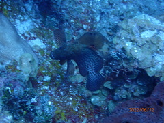 Cephalopholis cruentata