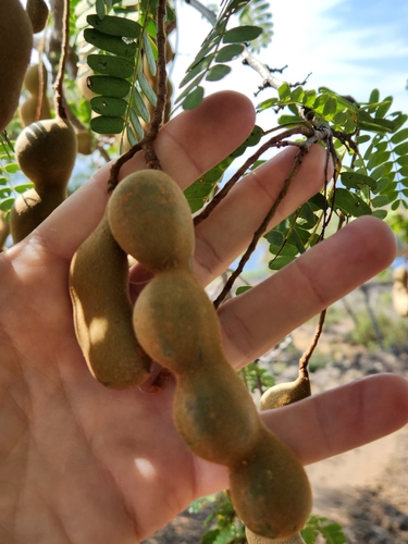 Tamarindus indica observed 2023-01-28