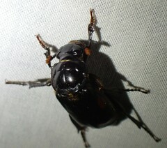 Nicrophorus pustulatus