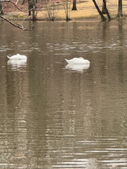 Cygnus olor