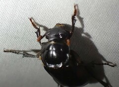 Nicrophorus pustulatus