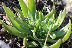 Dudleya lanceolata