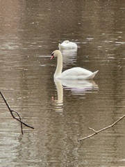 Cygnus olor