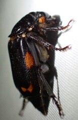 Nicrophorus pustulatus