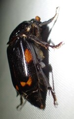 Nicrophorus pustulatus
