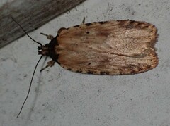 Agonopterix atrodorsella