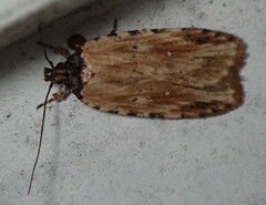 Agonopterix atrodorsella