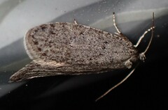 Semioscopis inornata
