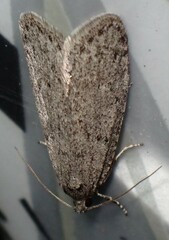 Semioscopis inornata