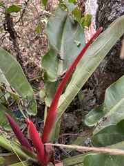 Anthurium schlechtendalii