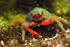 Schizophrys rufescens