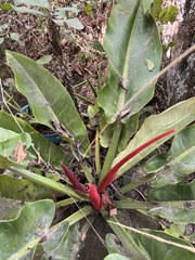 Anthurium schlechtendalii