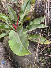 Anthurium schlechtendalii