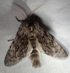 Brachionycha borealis