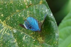 Mesosemia loruhama