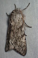 Brachionycha borealis