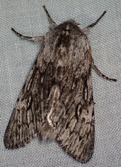 Brachionycha borealis