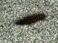 Creatonotos