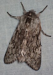 Brachionycha borealis