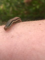 Mythimna convecta