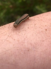 Mythimna convecta