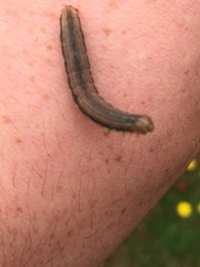 Mythimna convecta