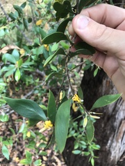 Persoonia cornifolia