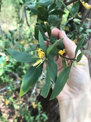 Persoonia cornifolia
