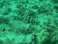 Oxylebius pictus