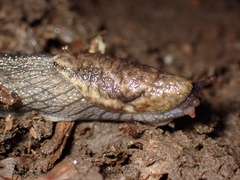 Prophysaon andersonii
