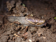 Prophysaon andersonii
