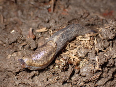 Prophysaon andersonii