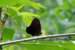 Abisara bifasciata