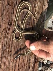 Thamnophis saurita septentrionalis