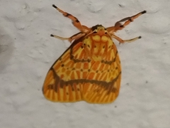 Barsine striata