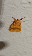 Barsine striata