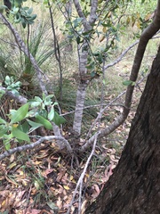 Persoonia cornifolia