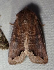 Orthosia garmani