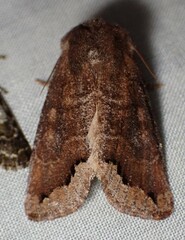Orthosia garmani