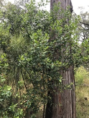 Persoonia cornifolia