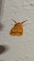 Barsine striata