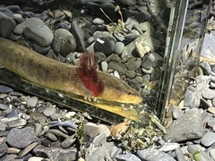Necturus maculosus