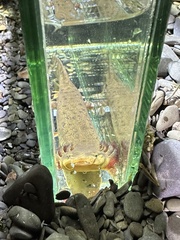 Necturus maculosus